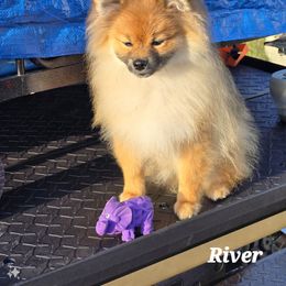 Pomeranian Puppies from Pom