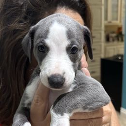 Isabella - Blue fawn female Whippet puppy in Katy, Texas from Texas Diamond Whippets