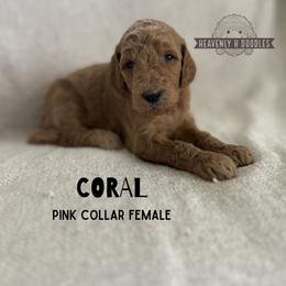 Coral - Apricot female Goldendoodle puppy in Inez, Texas from Heavenly H Doodles
