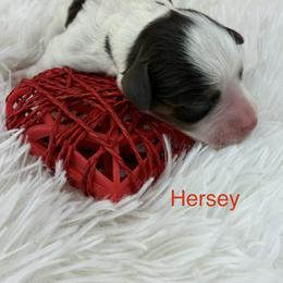 Hersey - Parti male Miniature Schnauzer puppy in Sylvania, Georgia from Southern Sky Miniature Schnauzers