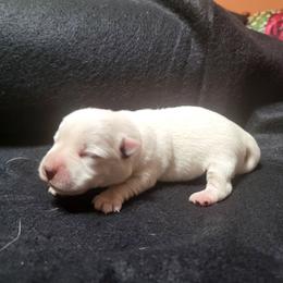 Boy 1 - White male West Highland White Terrier puppy in Cedaredge, Colorado from Bloom Puppies
