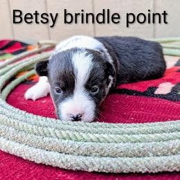 Betsy - Brindle and white female American Corgi puppy in Shawnee, Oklahoma from Sunray Ranch