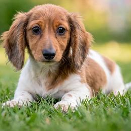 Emil - Dapple male Dachshund puppy in Industry, Illinois from KDKs Kennels