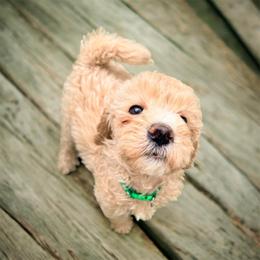 Willow - Cream female Goldendoodle puppy in Macclenny, Florida from Baker County Goldendoodles