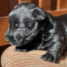 Boy 2 - Black male Scottish Terrier puppy in Idaho from Avonlea Terriers