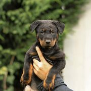 Beauceron Puppies from Royale Beaucerons