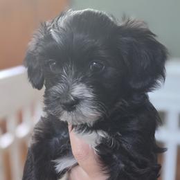 Baby Boy - Black and white male Havanese puppy in Batesburg, South Carolina from Watson Farms