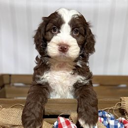 Luigi - Chocolate male Australian Labradoodle puppy in Harrisonville, Missouri from Blessed Day Doodles