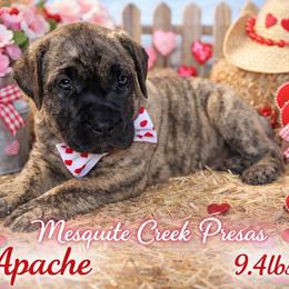 Apache - Tiger male Perro de Presa Canario puppy in Horizon, Texas from Mesquite Creek Kennels