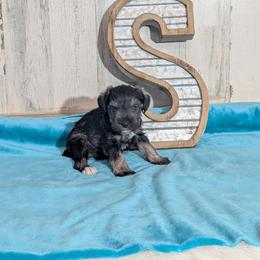Fritz - Salt and pepper male Miniature Schnauzer puppy in Lufkin, Texas from Texas Lil Cowdogs