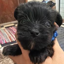 Oliver - Chocolate male Morkie puppy in Winston Salem, North Carolina from Patty’s Paws