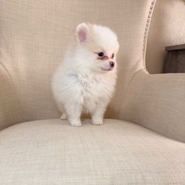 Venus - Cream parti female Pomeranian puppy in Phoenix, Arizona from Luxpomz