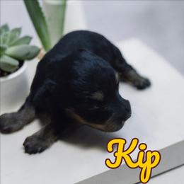 Kip - Black and silver male Miniature Schnauzer puppy in Clemmons, North Carolina from Schnauzer Snobs
