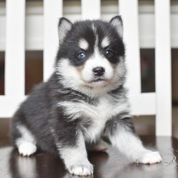 Hershey - Tri-color male Pomsky puppy in Coos Bay, Oregon from Precious Pomskies