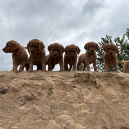 Golden Retriever puppies from Wright Up North