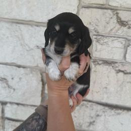 Hank - Piebald male Dachshund puppy in Troup, Texas from East Texas Dachshunds