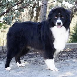Oreo - Black & white male Australian Shepherd puppy in Coarsegold, California from Dream Aussies