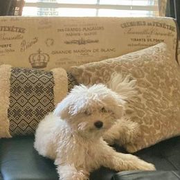 Dachshunds, Mal-Shis, Maltipoos, and Yorkipoos from H&S pets