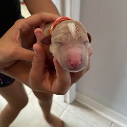 Boy 5 - Poodle puppy in Florida from Reignbow Poodles