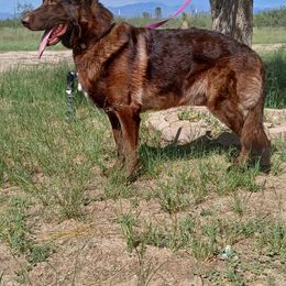 Aaron - German Shepherd