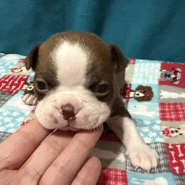 Danny - Seal brindle and white male Boston Terrier puppy in Wellington, Ohio from Twist of Faith Farms