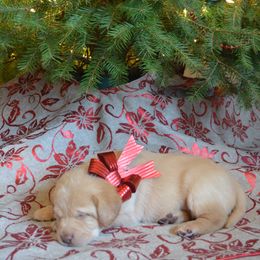 Labrador Retriever Puppies from Young’s Legacy Labradors