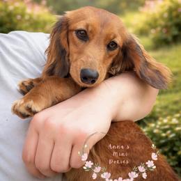 Charlotte - Dachshund