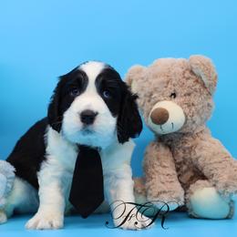 English Springer Spaniel and Springerdoodle Puppies from Family Raised Doodles