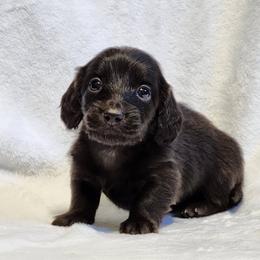 Garbanzo Bean - Black male Dachshund puppy in Mount Sherman, Kentucky from Kaleidoscope Dachshunds and Whippets