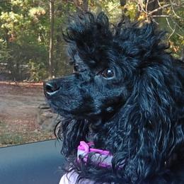 Poodles from ThornWood Hill Poodles