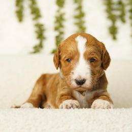 Oakley - Red  male Goldendoodle puppy in Spokane, Washington from Puppy Love