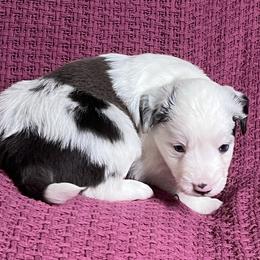 Blue Merle male - Blue merle male Miniature Australian Shepherd puppy in Taunton, Massachusetts from Checkered Flag Champions Mini Aussies