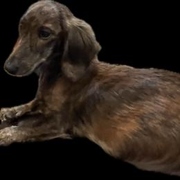 Tallie - Dachshund