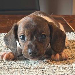 Tyson - Brindle male Dachshund puppy in Hudson, Michigan from Mittentail Kennel Miniature Dachshunds & Australian Shepherds