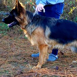 German Shepherds from Amy Spencer's German Shepherds