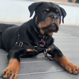 Rottweiler Puppies from Von Der Hing Rottweilers