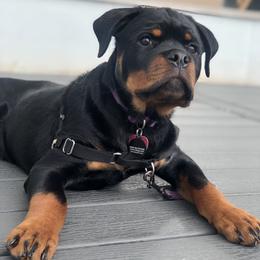 Rottweiler Puppies from Von Der Hing Rottweilers