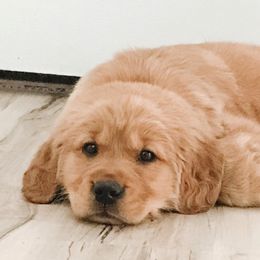 Golden Retrievers from Sweet Like Honey Goldens
