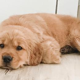Golden Retrievers from Sweet Like Honey Goldens