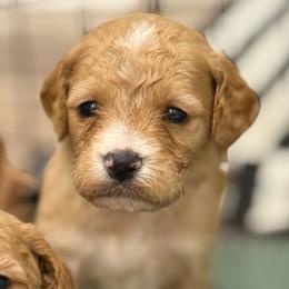 Ashton - Red  male Goldendoodle puppy in Ambrose, Georgia from Brandilyn's Aussies