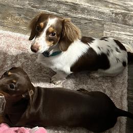 Dachshunds from Willow’s Legacy