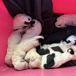 Black boy - Black male Poodle puppy in Ormond Beach, Florida from Shooting Star Standard Poodles