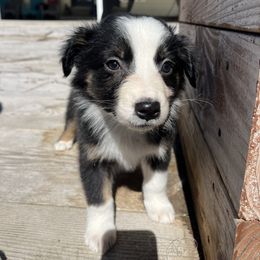 American Corgi and Australian Shepherd Puppies from KC Bar