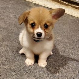 Pembroke Welsh Corgi Puppies from Benischek's P. W. Corgi's