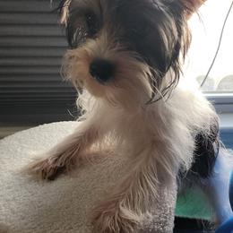Boy 2 - Chocolate and tan male Yorkshire Terrier puppy in Newport News, Virginia from Ty-Shea Designs Yorkies and More LLC