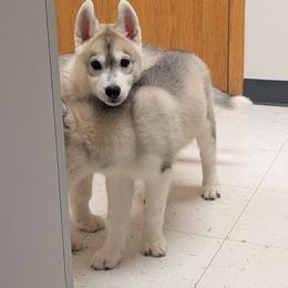 Sock - Gray and white male Siberian Husky puppy in Amery, Wisconsin from Liberty Siberians