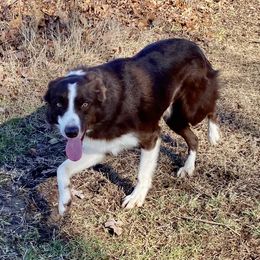 Rusty - Border Collie