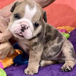 Bulldog puppies from Heavensent Bulldogs