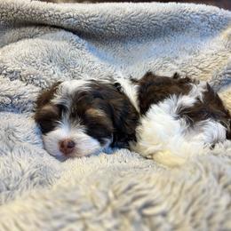 Cecilia - White female Havanese puppy in Starr, South Carolina from Home with Havanese