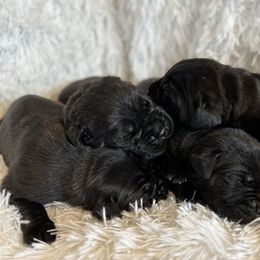 Cane Corso Puppies from The Dorado Ranch